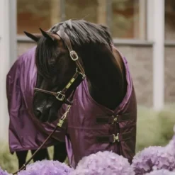 Kentucky Horsewear Winkel -Kentucky Horsewear Winkel kentucky bw4a5235 bearbeitetkopie2.0854a8