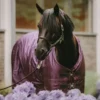 Kentucky Horsewear Kentucky Turnout All Weather 160g Paars