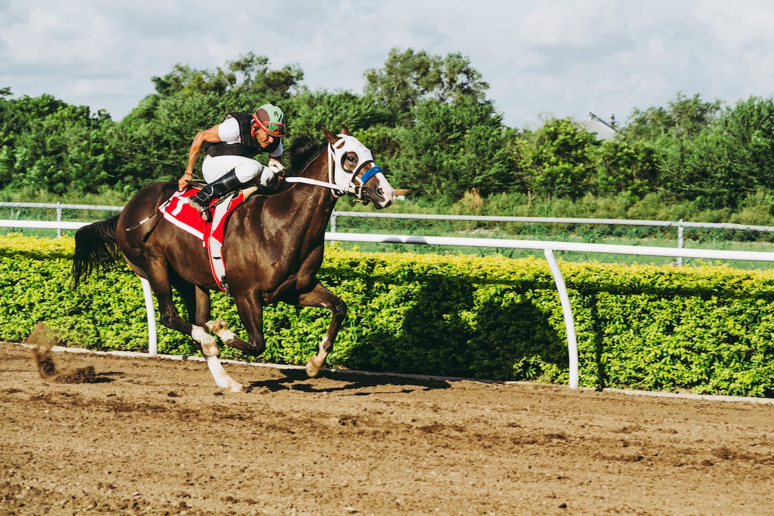 Kentucky Horsewear Winkel -Kentucky Horsewear Winkel pexels photo 1462363